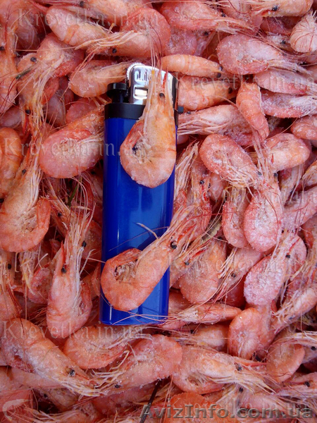 Крупная, мелкая, средняя азовская креветка - <ro>Изображение</ro><ru>Изображение</ru> #1, <ru>Объявление</ru> #1604831
