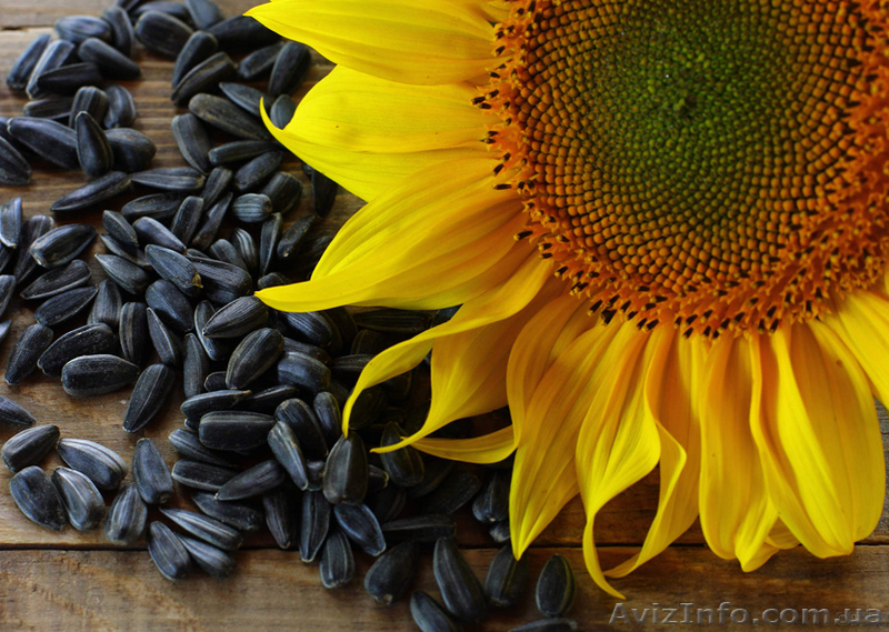 Куплю семечку подсолнуха по высокой цене - <ro>Изображение</ro><ru>Изображение</ru> #1, <ru>Объявление</ru> #1622088