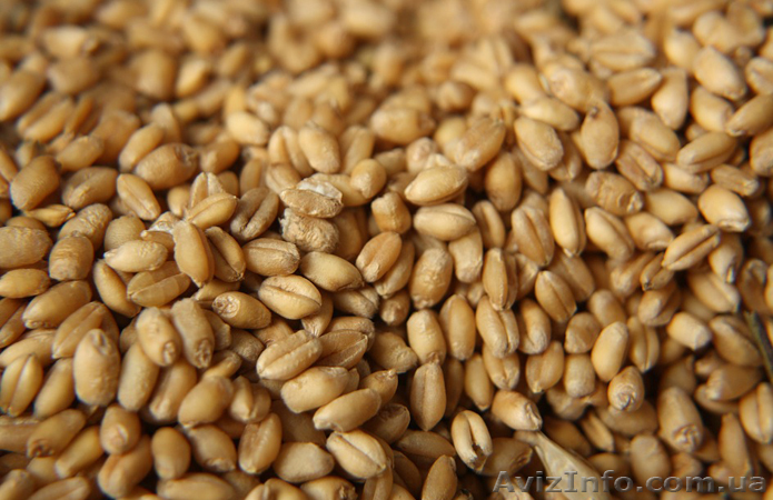 Покупаем пшеницу 2,3,6 класса дорого - <ro>Изображение</ro><ru>Изображение</ru> #1, <ru>Объявление</ru> #1622085