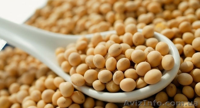 Закупка сои по всей Украине, дорого - <ro>Изображение</ro><ru>Изображение</ru> #1, <ru>Объявление</ru> #1622089