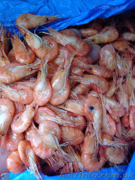 Креветка черноморская, азовская. - <ro>Изображение</ro><ru>Изображение</ru> #1, <ru>Объявление</ru> #1631139
