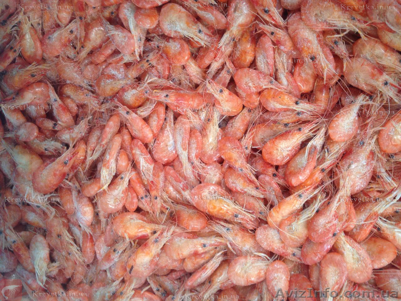 Крупная креветка . - <ro>Изображение</ro><ru>Изображение</ru> #1, <ru>Объявление</ru> #1639824