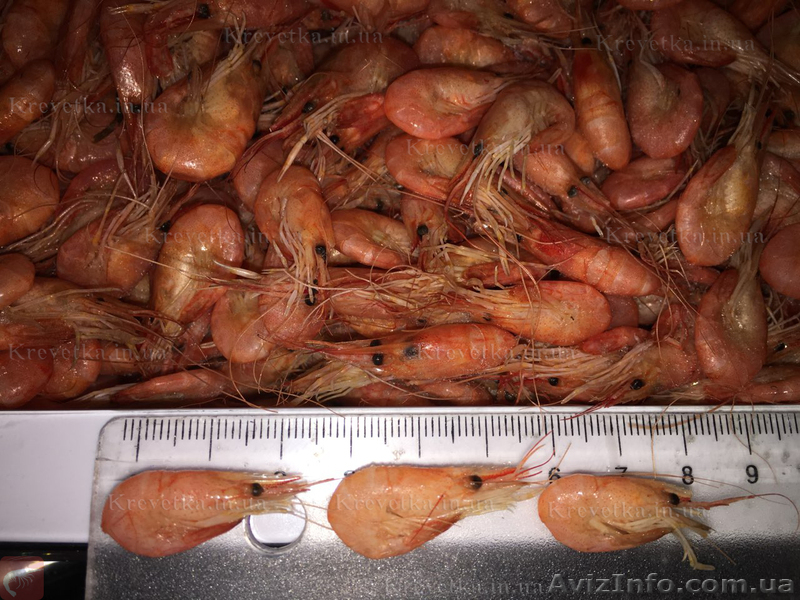 Черномоская креветка . Вы ее нашли !!! - <ro>Изображение</ro><ru>Изображение</ru> #1, <ru>Объявление</ru> #1639828