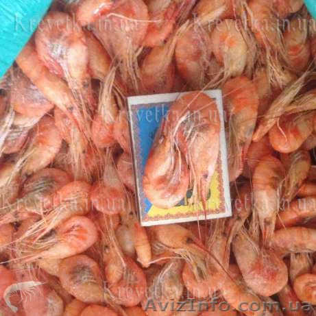 Свежевыловленные варёные креветки  - <ro>Изображение</ro><ru>Изображение</ru> #1, <ru>Объявление</ru> #1639831