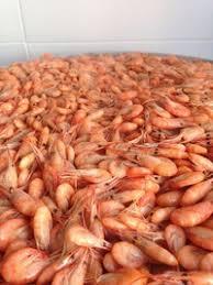 Креветка черноморская.(мелкая-отсев) - <ro>Изображение</ro><ru>Изображение</ru> #1, <ru>Объявление</ru> #1647259