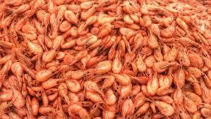 Креветка черноморская свежий вылов - <ro>Изображение</ro><ru>Изображение</ru> #1, <ru>Объявление</ru> #1647255