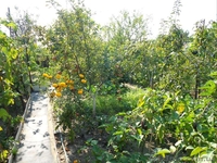 Продам дачу, Херсон  - <ro>Изображение</ro><ru>Изображение</ru> #2, <ru>Объявление</ru> #396761