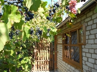Продам дачу, Херсон  - <ro>Изображение</ro><ru>Изображение</ru> #1, <ru>Объявление</ru> #396761