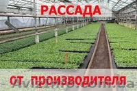 Рассада сладкого перца, баклажанов, помидоров  - <ro>Изображение</ro><ru>Изображение</ru> #1, <ru>Объявление</ru> #565173