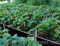 Рассада крупноплодной клубники - <ro>Изображение</ro><ru>Изображение</ru> #4, <ru>Объявление</ru> #1061906