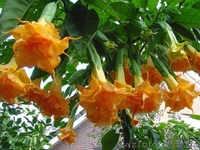Продам саженцы бругмансии махровой оранжевой (Langenbusсher Garten) и белой прос - <ro>Изображение</ro><ru>Изображение</ru> #1, <ru>Объявление</ru> #1364901
