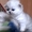 Продам котят серебристой шиншиллы из питомника. - <ro>Изображение</ro><ru>Изображение</ru> #1, <ru>Объявление</ru> #49417