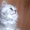 Продам котят серебристой шиншиллы из питомника. - <ro>Изображение</ro><ru>Изображение</ru> #3, <ru>Объявление</ru> #49417
