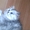 Продам котят серебристой шиншиллы из питомника. - <ro>Изображение</ro><ru>Изображение</ru> #5, <ru>Объявление</ru> #49417