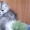 Продам котят серебристой шиншиллы из питомника. - <ro>Изображение</ro><ru>Изображение</ru> #4, <ru>Объявление</ru> #49417