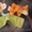 игрушки б\у Fisher Price Vtech Mattel Hasbro Leap frog   - <ro>Изображение</ro><ru>Изображение</ru> #3, <ru>Объявление</ru> #219877