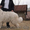 Подрощенные щенки Южнорусской овчарки (ЮРО,  южак) #349724
