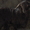 Продам баранов-производителей Гисарской породы - <ro>Изображение</ro><ru>Изображение</ru> #1, <ru>Объявление</ru> #413438