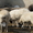 Продам баранов-производителей Гисарской породы - <ro>Изображение</ro><ru>Изображение</ru> #5, <ru>Объявление</ru> #413438