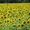 Семена подсолнечника (сорта и гибриды) - <ro>Изображение</ro><ru>Изображение</ru> #2, <ru>Объявление</ru> #584964