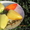 Выращивание рассады сладкого перца - <ro>Изображение</ro><ru>Изображение</ru> #1, <ru>Объявление</ru> #565181