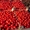 Эксклюзивный томат грунтовой от 10тн Херсонская обл #304086