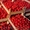 Эксклюзивный томат грунтовой от 10тн Херсонская обл - <ro>Изображение</ro><ru>Изображение</ru> #2, <ru>Объявление</ru> #304086