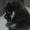 щенок померанца - <ro>Изображение</ro><ru>Изображение</ru> #2, <ru>Объявление</ru> #687482