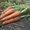 Продам морковь оптом (от 1 т.) #774205
