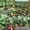 Продам саженцы крупноплоплодной клубники - <ro>Изображение</ro><ru>Изображение</ru> #2, <ru>Объявление</ru> #884343