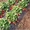 Продам рассаду крупноплоплодной клубники - <ro>Изображение</ro><ru>Изображение</ru> #3, <ru>Объявление</ru> #874296