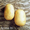 Акция на картофель - <ro>Изображение</ro><ru>Изображение</ru> #2, <ru>Объявление</ru> #895192