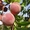 Продам персик из сада.Крупный и мелкий опт #924894