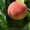 Продам персик из сада.Крупный и мелкий опт - <ro>Изображение</ro><ru>Изображение</ru> #2, <ru>Объявление</ru> #924894