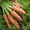 Продам морковь оптом,  сорт Абака (от 1 тонны) #984225