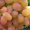 саженцы виноградакорнесобственные и привитые #989907