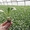 Выращивание рассады сладкого перца - <ro>Изображение</ro><ru>Изображение</ru> #3, <ru>Объявление</ru> #565181