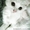 Белый и пушистый котейка даром! - <ro>Изображение</ro><ru>Изображение</ru> #1, <ru>Объявление</ru> #1118982