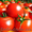 Самые самые свежие томаты с поля! #1133553