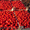Самые самые свежие томаты с поля! - <ro>Изображение</ro><ru>Изображение</ru> #1, <ru>Объявление</ru> #1133553