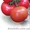Семена розового томата KASAMORI F1 / КАСАМОРИ F1 фирмы Китано - <ro>Изображение</ro><ru>Изображение</ru> #1, <ru>Объявление</ru> #1274693