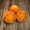 Семена оранжевого томата KS 18 F1 (Китано) - <ro>Изображение</ro><ru>Изображение</ru> #2, <ru>Объявление</ru> #1277191