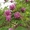 Продам семена бобовника (золотой дождь) и розовой акации (робиния клейкая). #1364900