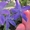 Продам саженцы барвинка: голубой и сине-фиолетовый. - <ro>Изображение</ro><ru>Изображение</ru> #2, <ru>Объявление</ru> #1362525