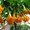 Продам саженцы бругмансии махровой оранжевой (Langenbusсher Garten) и белой прос #1364901