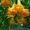 Продам саженцы бругмансии махровой оранжевой (Langenbusсher Garten) и белой прос - <ro>Изображение</ro><ru>Изображение</ru> #2, <ru>Объявление</ru> #1364901