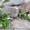 Продам саженцы фиалки садовой многолетней белой. - <ro>Изображение</ro><ru>Изображение</ru> #2, <ru>Объявление</ru> #1364950