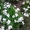 Продам саженцы фиалки садовой многолетней белой. #1364950