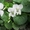 Продам саженцы фиалки садовой многолетней белой. - <ro>Изображение</ro><ru>Изображение</ru> #3, <ru>Объявление</ru> #1364950
