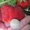 Продам саженцы ягодных кустарников: крыжовник, калина, малина, облепиха. - <ro>Изображение</ro><ru>Изображение</ru> #7, <ru>Объявление</ru> #1364958